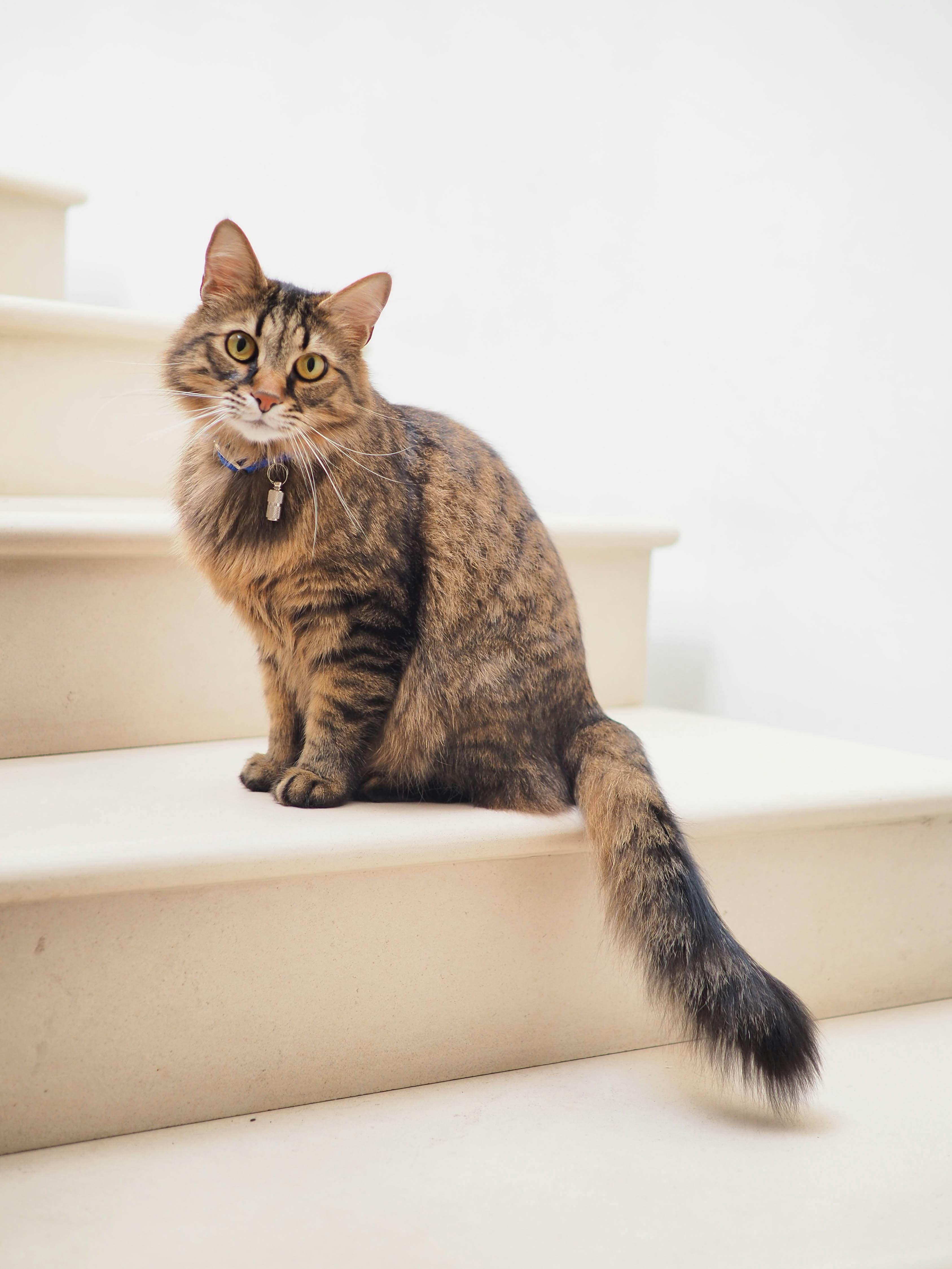 Katze adoptieren: So finden Sie Ihre perfekte Samtpfote im Tierheim