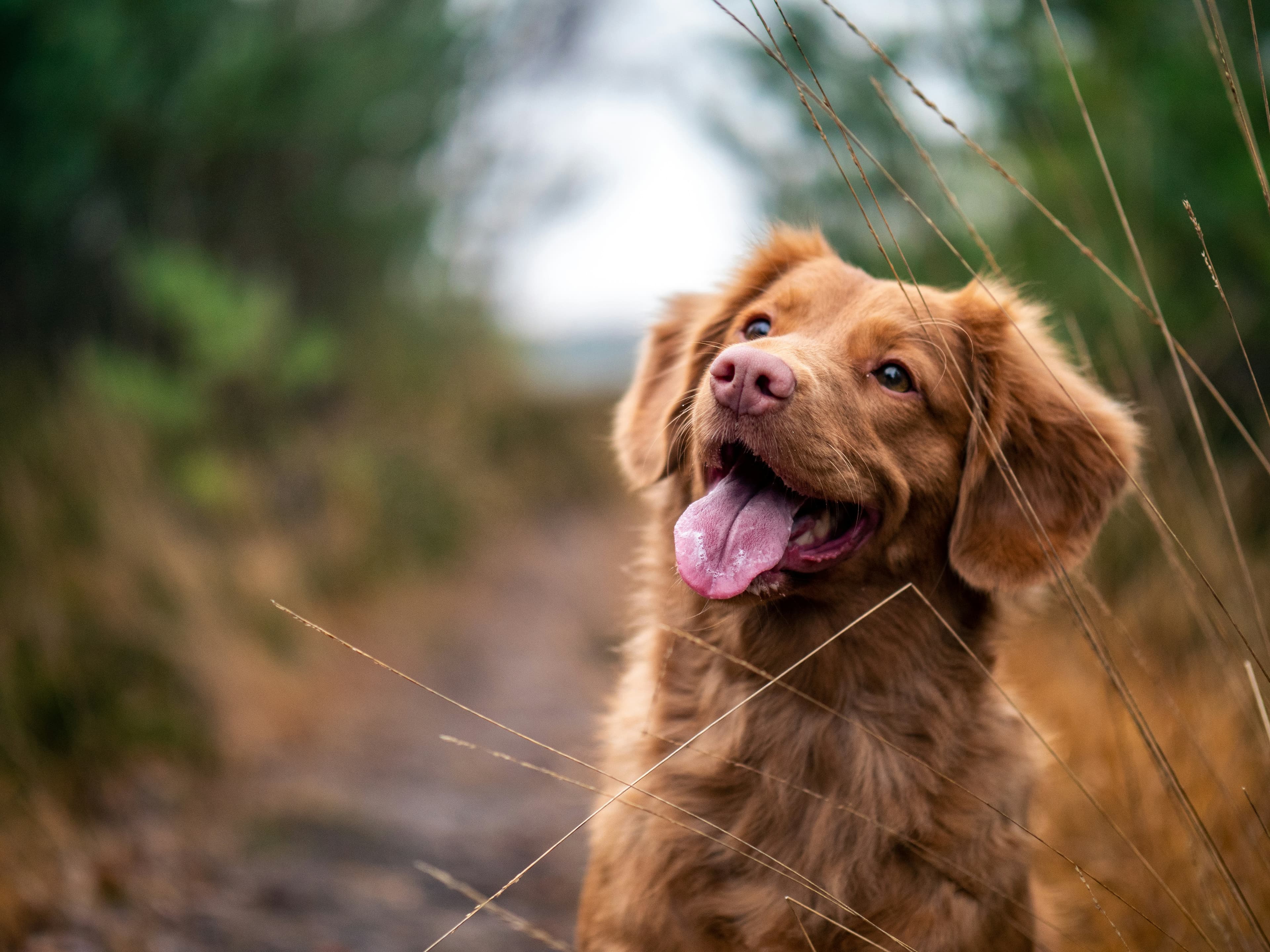 Hund adoptieren: Der komplette Ratgeber für die Adoption aus dem Tierheim